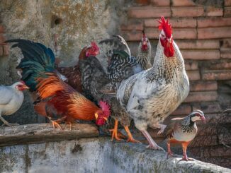 Les parasites chez les poules : comment les détecter et les traiter