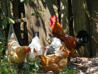 Vermifuger vos poules : Guide pratique pour une volaille en pleine santé