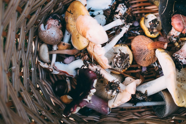 Mushngo champignons